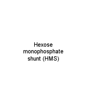 Hexose monophosphate shunt (HMS)